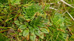 Image of Plantago triantha Spreng.