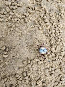 Image of Light-blue Soldier Crab