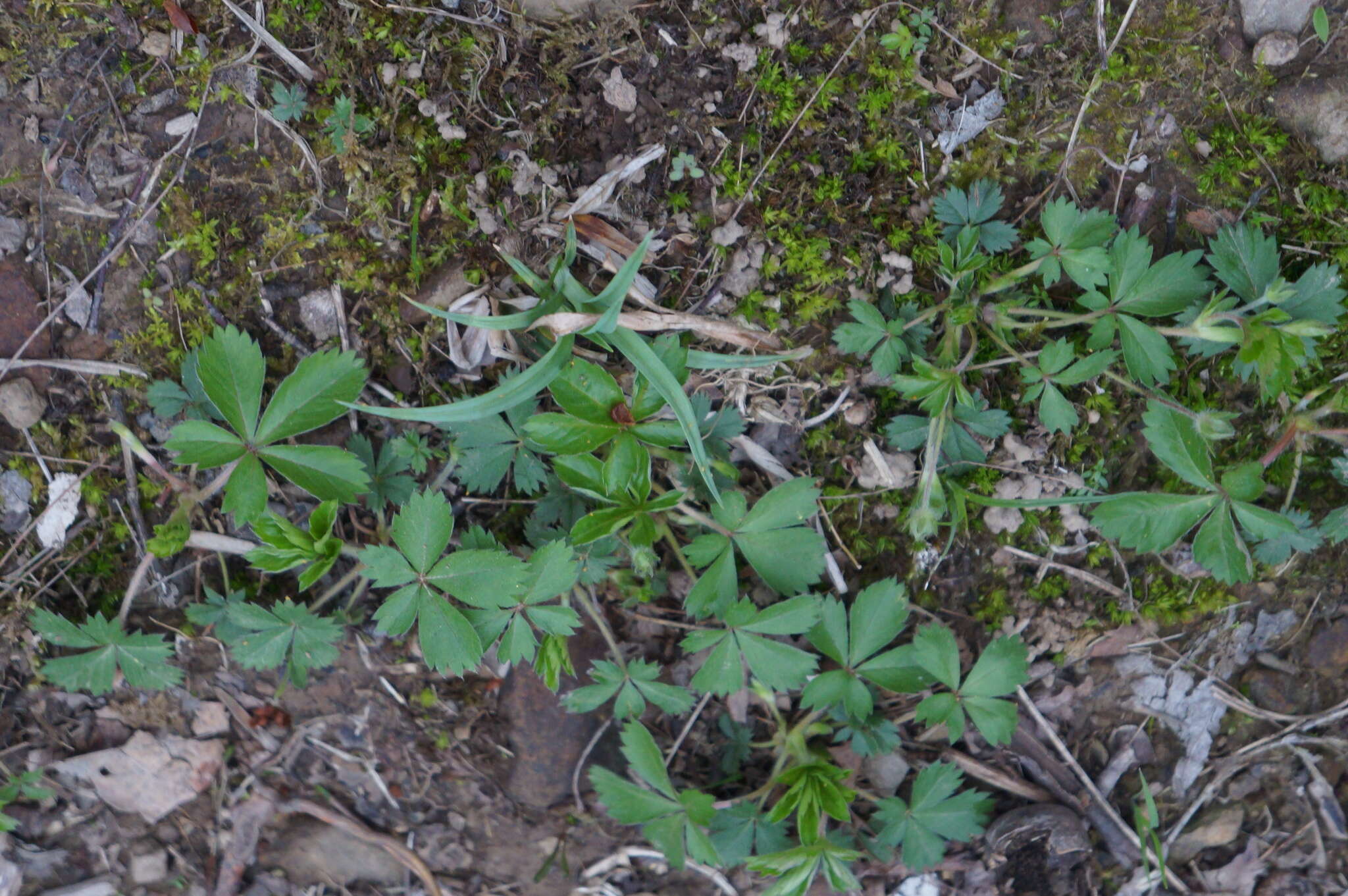 Image of dwarf cinquefoil