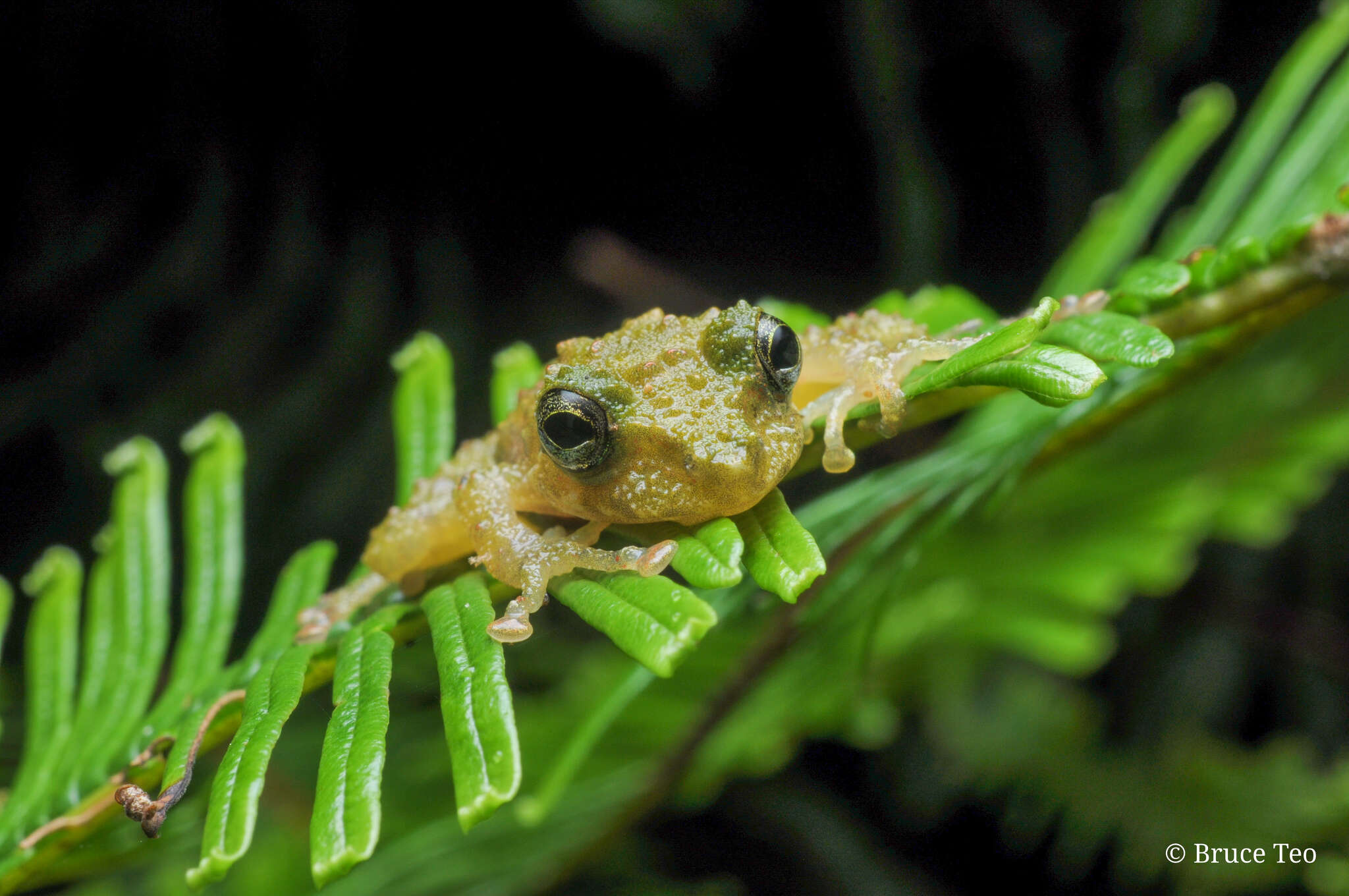 Image of Gunung Mulu Bubble-nest Frog