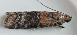 Image of Zimmerman Pine Moth