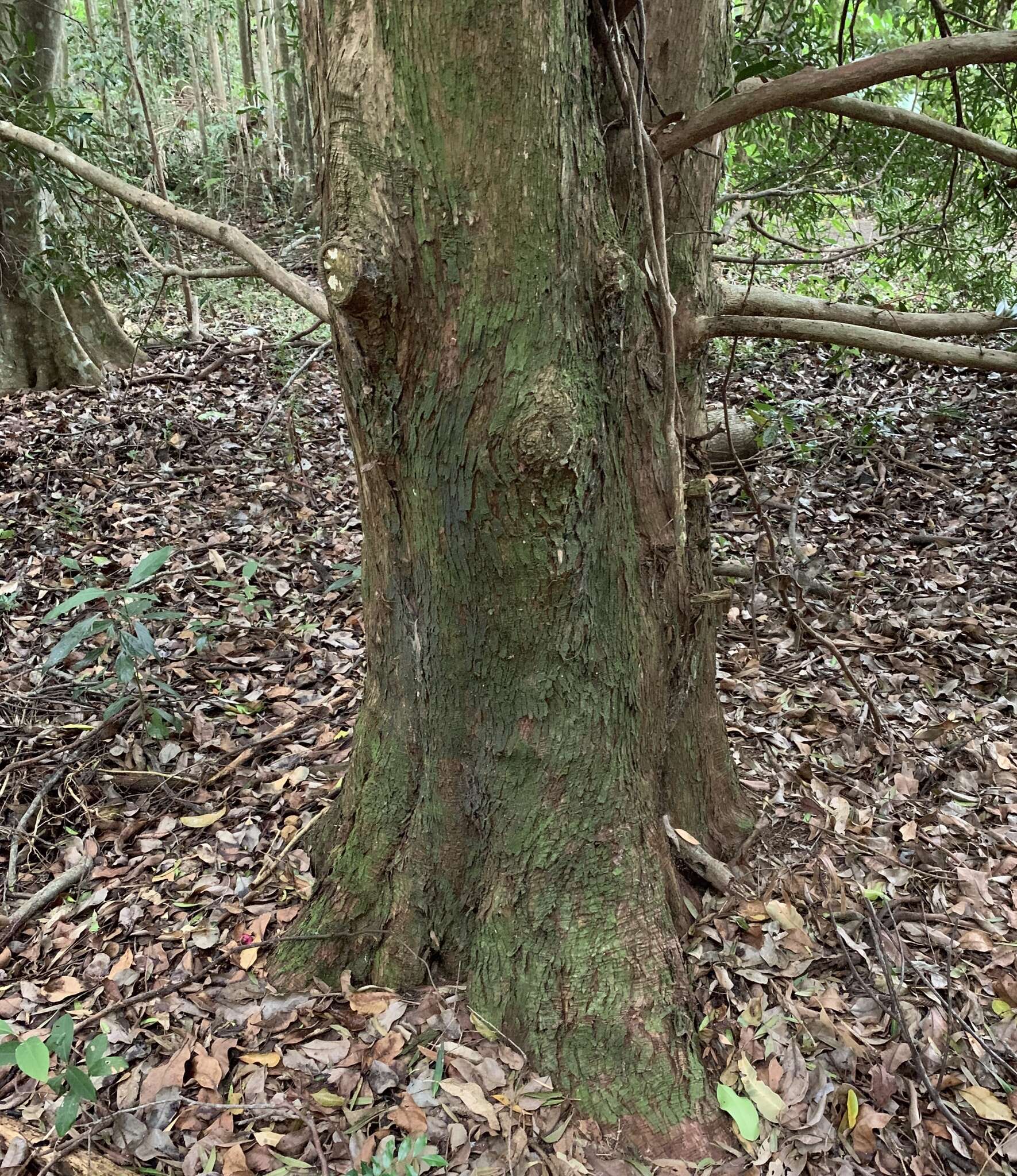 Image of Brown Pine