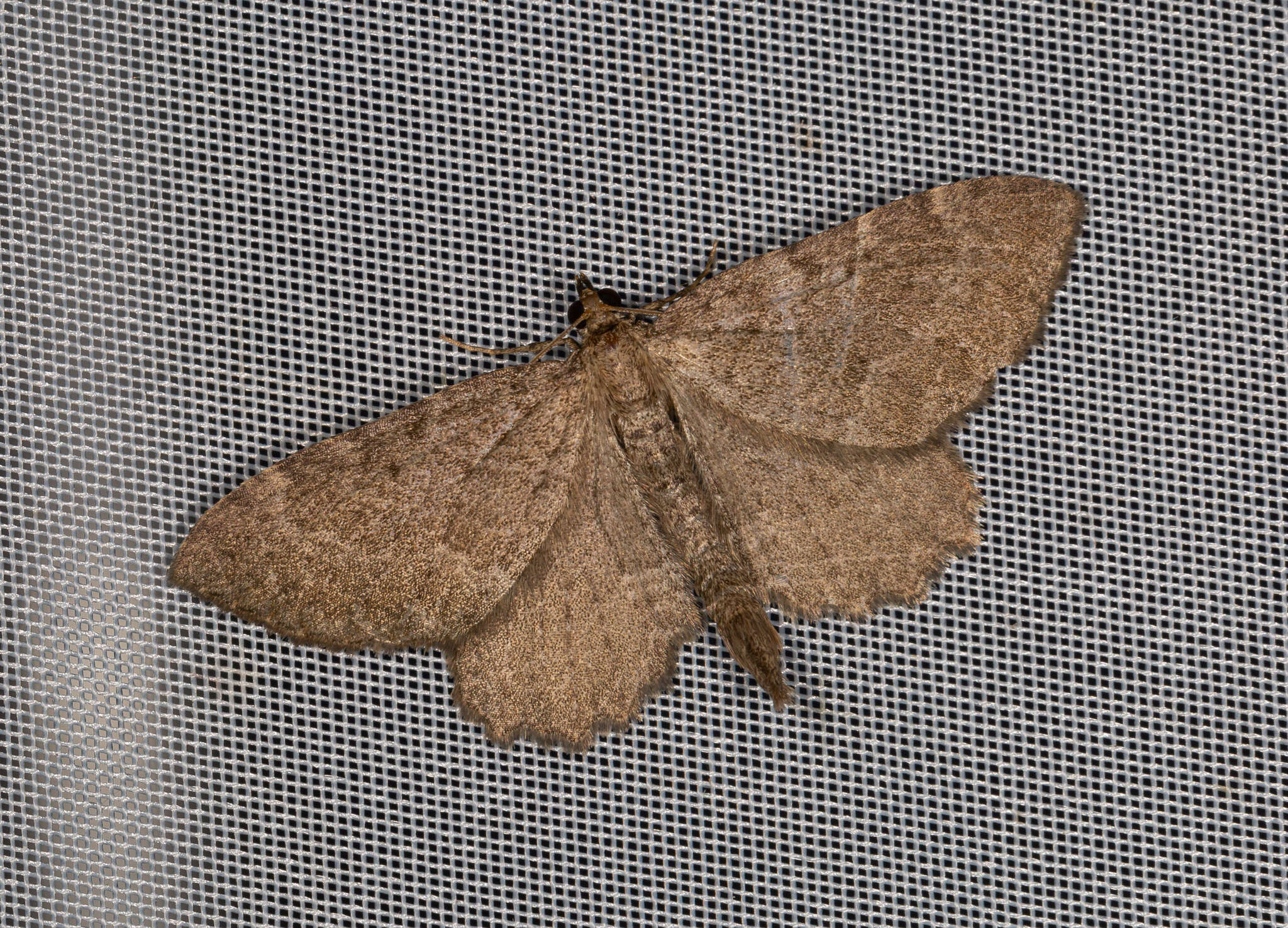 Image of brown scallop