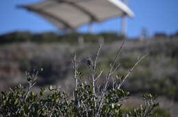 Image of Coastal California gnatcatcher