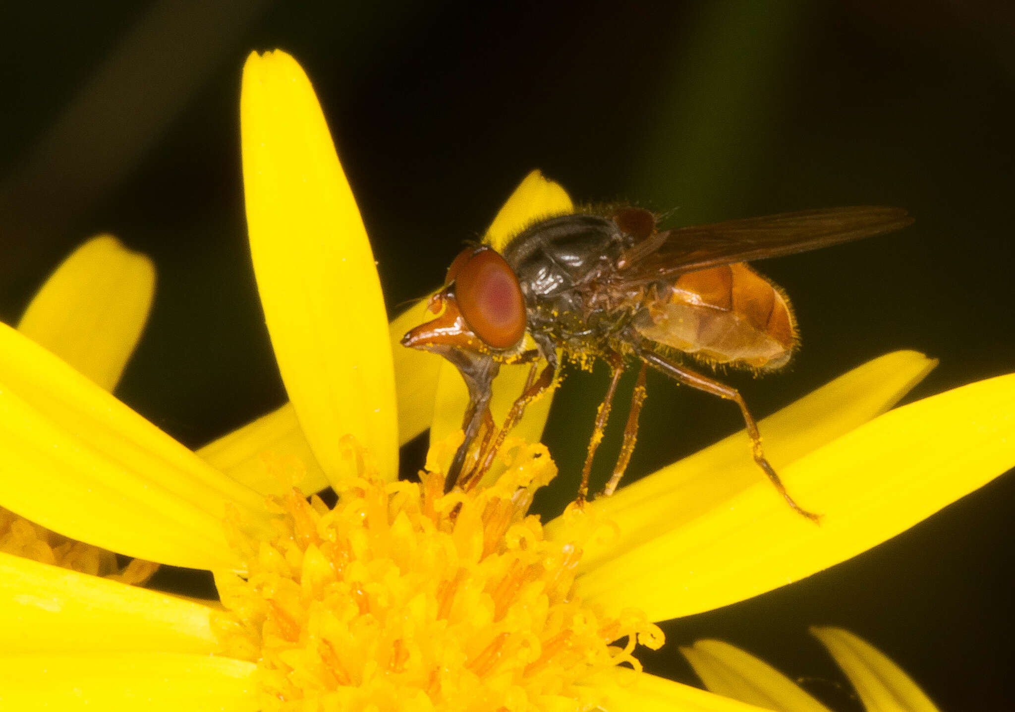 Image of Rhingia rostrata (Linnaeus 1758)