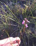 Image of Stylidium graminifolium Sw. ex Willd.