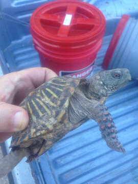 Image of Desert box turtle