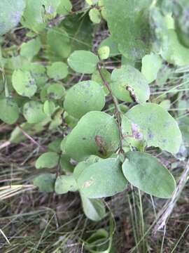 Image of Symphoricarpos Dill. ex Juss.