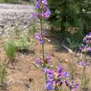 Image of blueleaf beardtongue