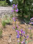 Image of blueleaf beardtongue