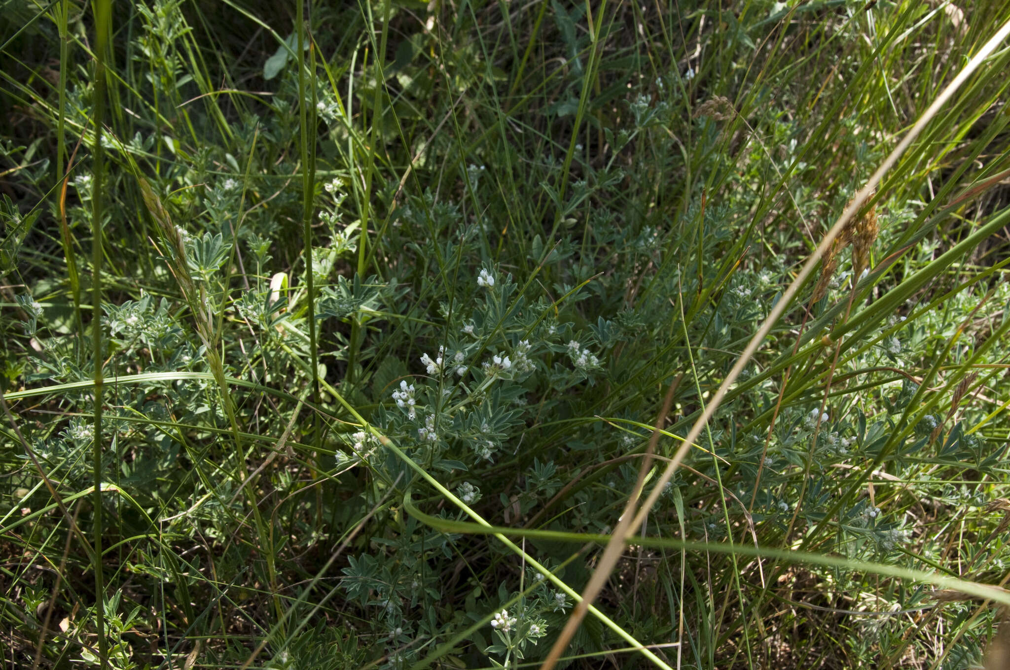 Image of <i>Lotus germanicus</i>