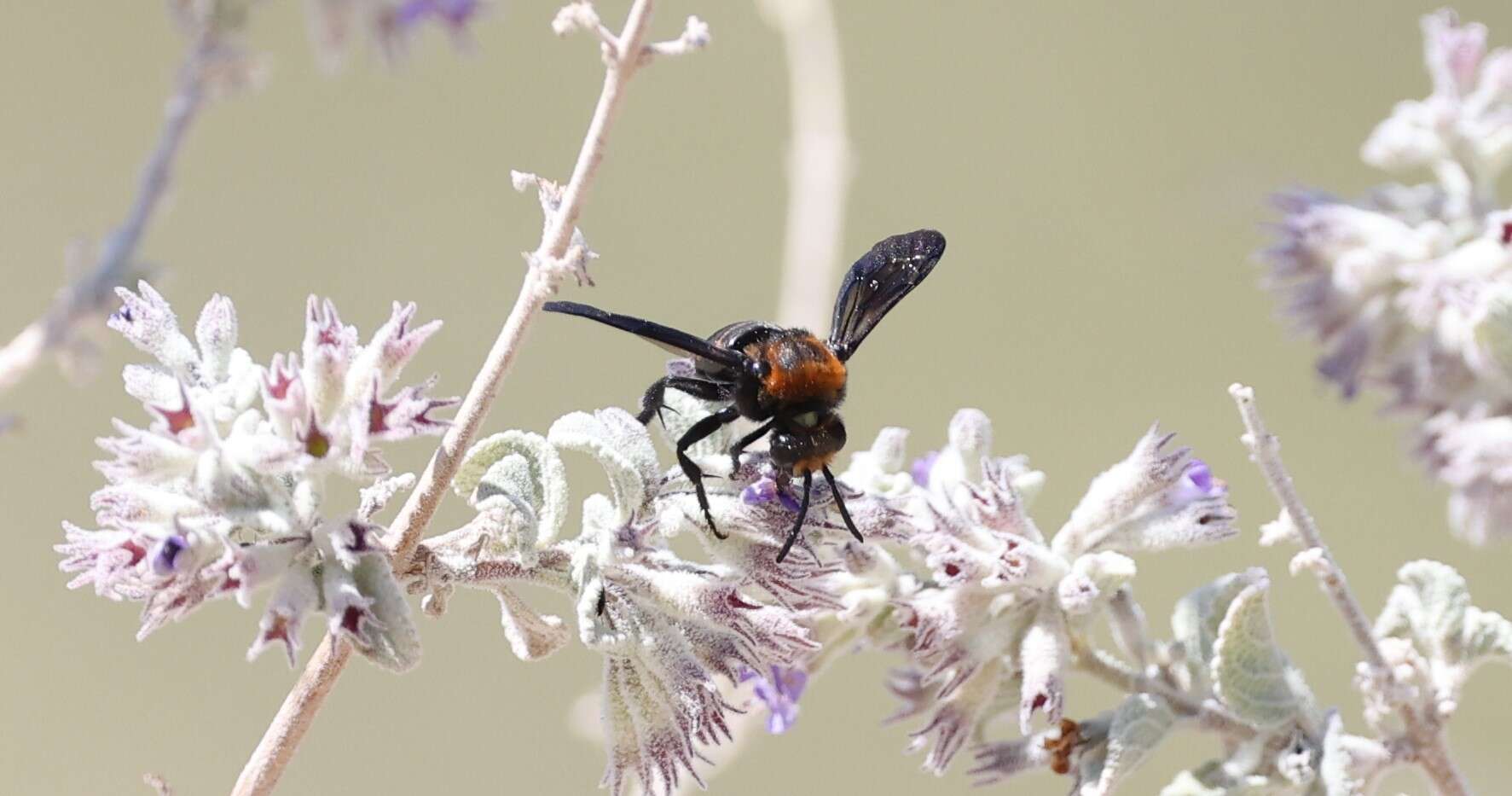 صورة Brachymelecta larreae (Cockerell 1900)