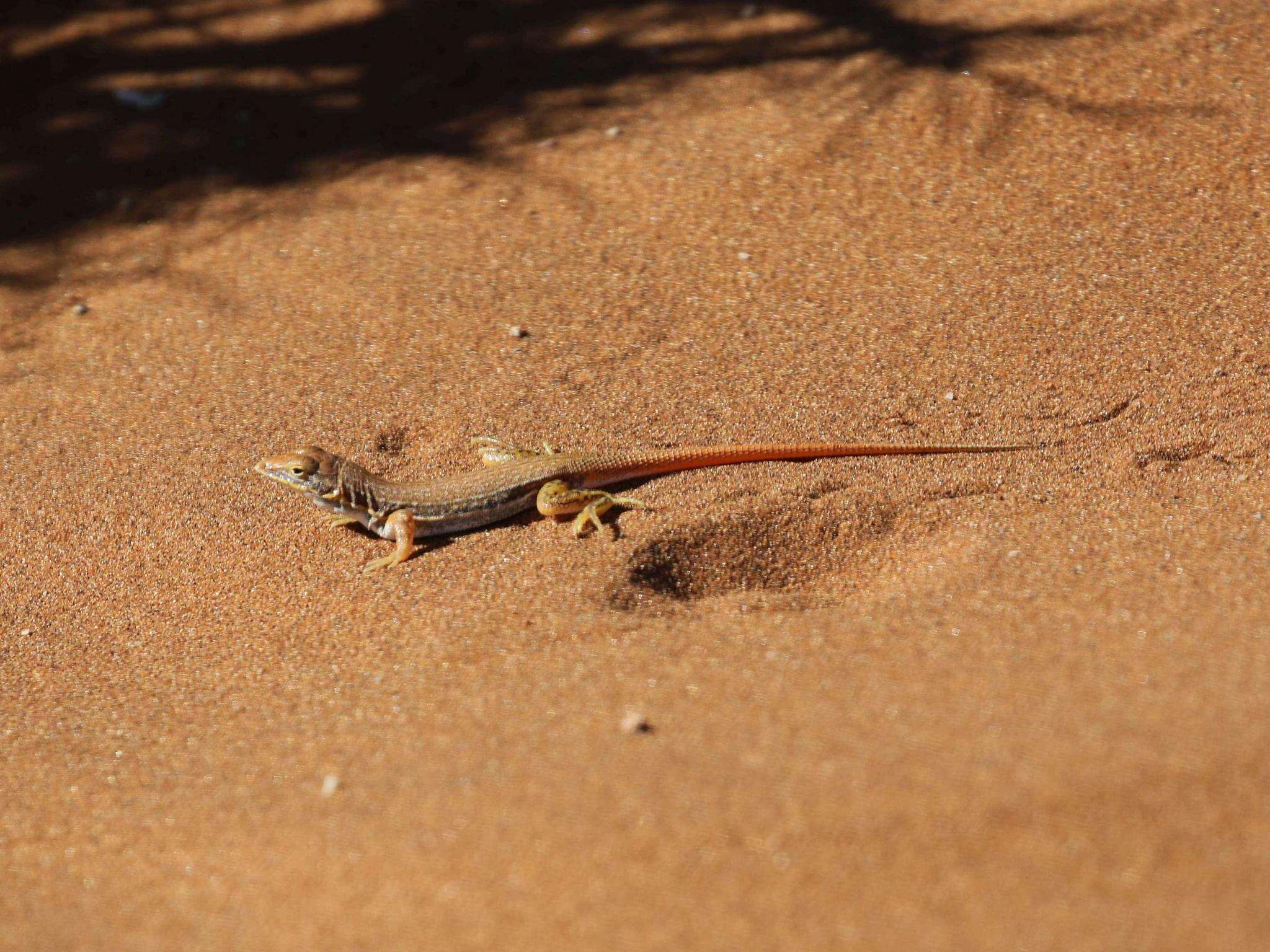 Image of Wedge-snouted Desert Lizard