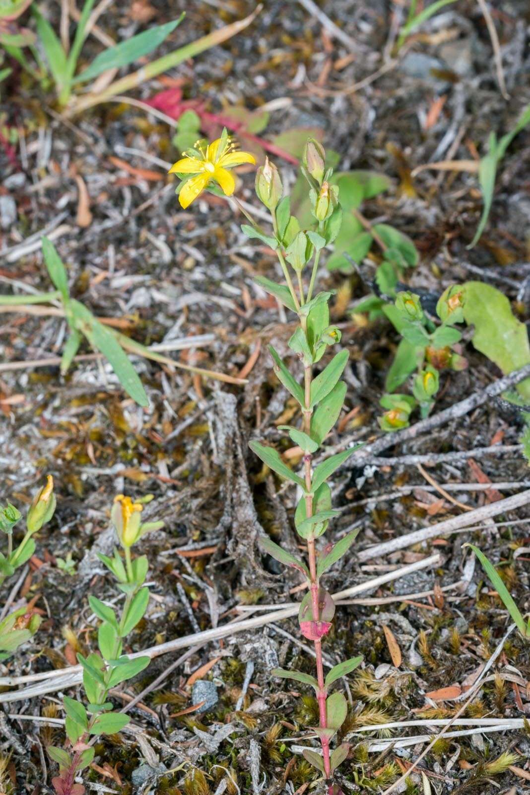 Image of trailing St John's-wort