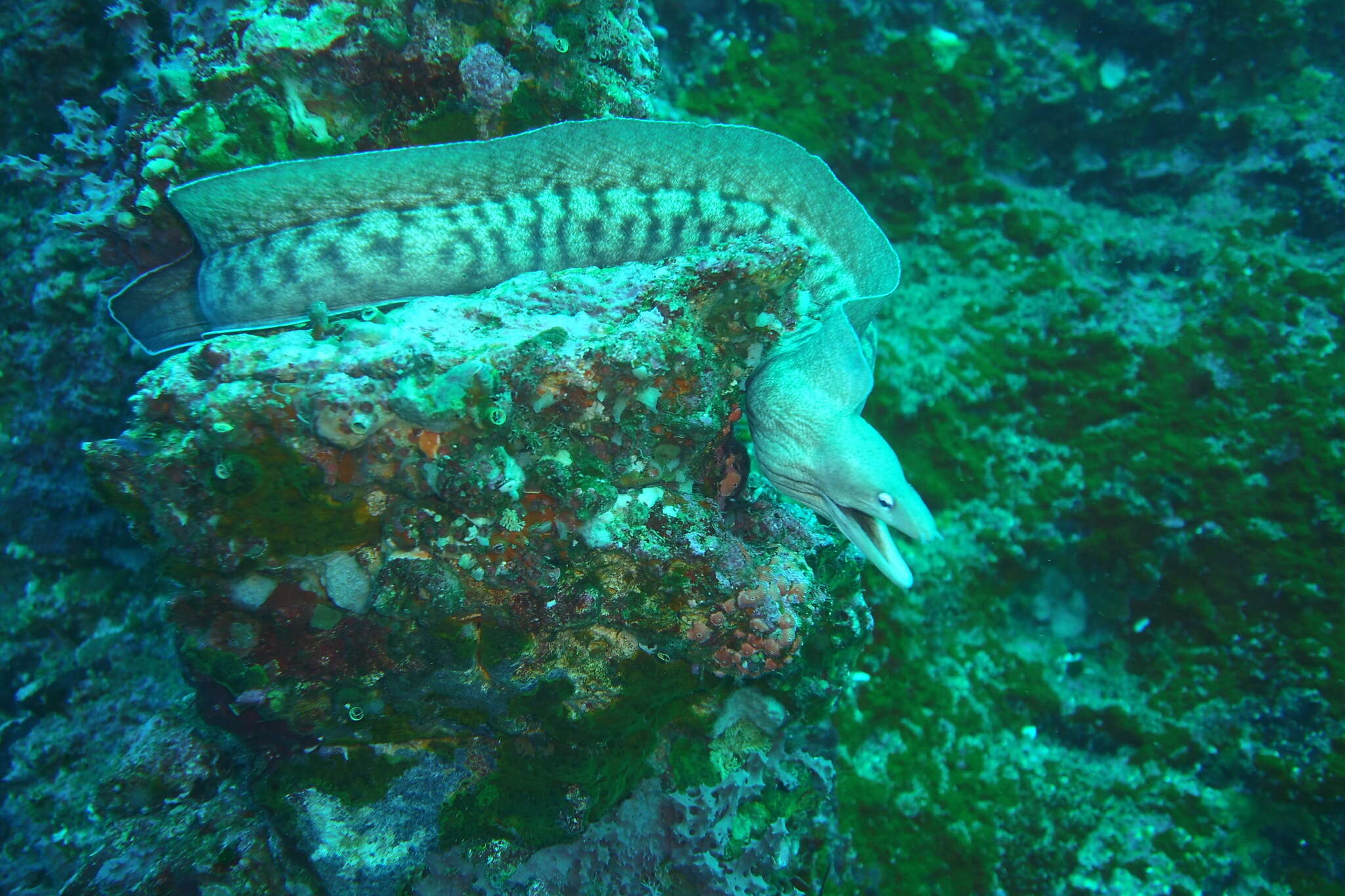 Image of Grey moray