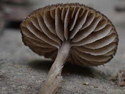 Image of Entoloma dysthaloides Noordel. 1979
