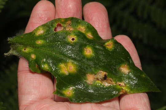 Image of Puccinia arenariae (Schumach.) J. Schröt. 1880