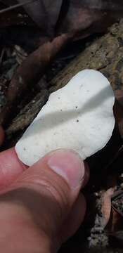 Royoporus spatulatus (Jungh.) A. B. De 1996 resmi