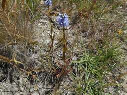 Image of Veronica barrelieri subsp. nitens (Host) Albach