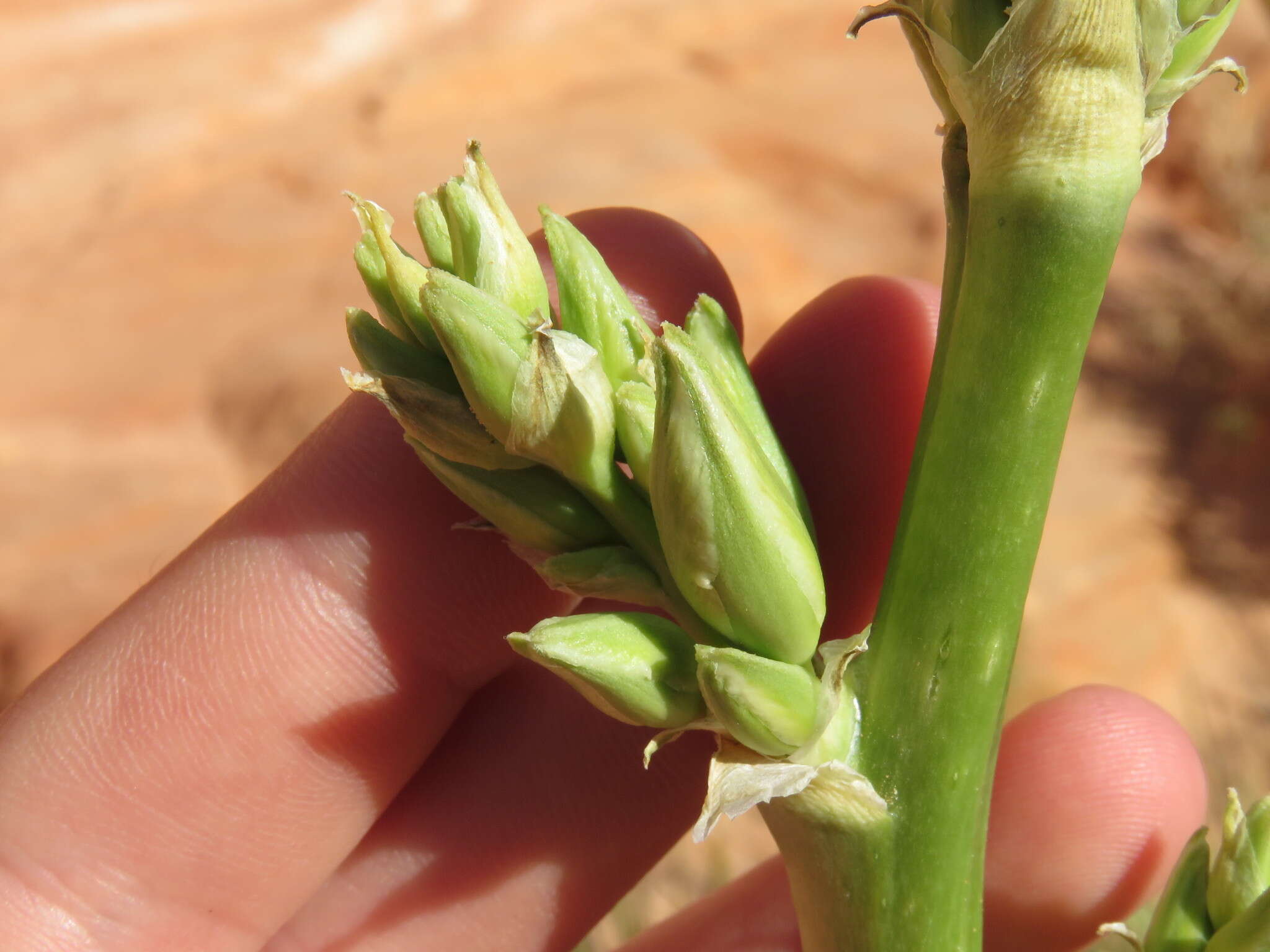 Image of Yucca utahensis McKelvey