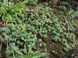 Image of Petrosedum forsterianum (Sm.) V. Grulich