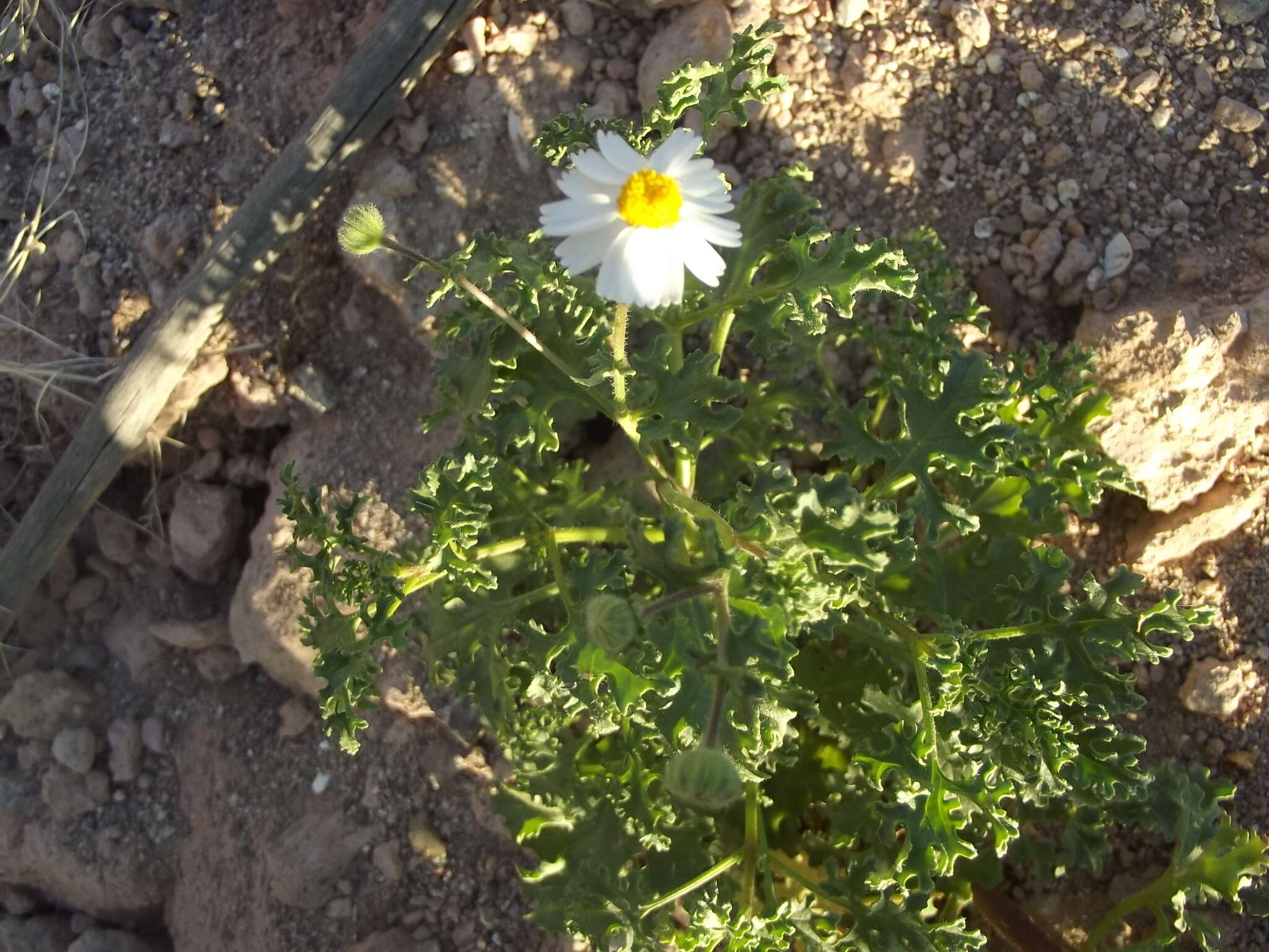 Perityle crassifolia var. robusta (Rydb.) Everly resmi