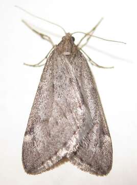 Image of Fall Cankerworm