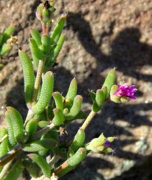 Imagem de Trichodiadema rogersiae L. Bol.