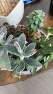 Image of Kalanchoe tomentosa Baker