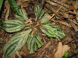 Sarcoglottis sceptrodes (Rchb. fil.) Schltr.的圖片