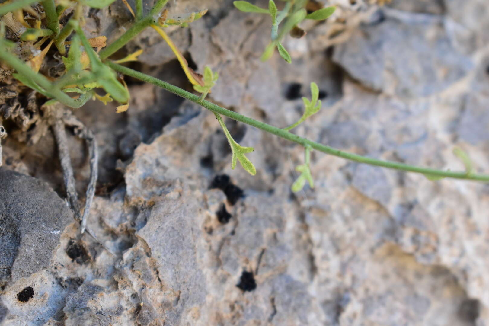 Image of three-lobed rockdaisy