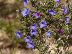 Image de Lithodora fruticosa (L.) Griseb.