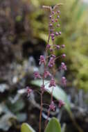 Image de Stelis antennata Garay