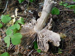 Image of Tricholoma atroviolaceum A. H. Sm. 1944