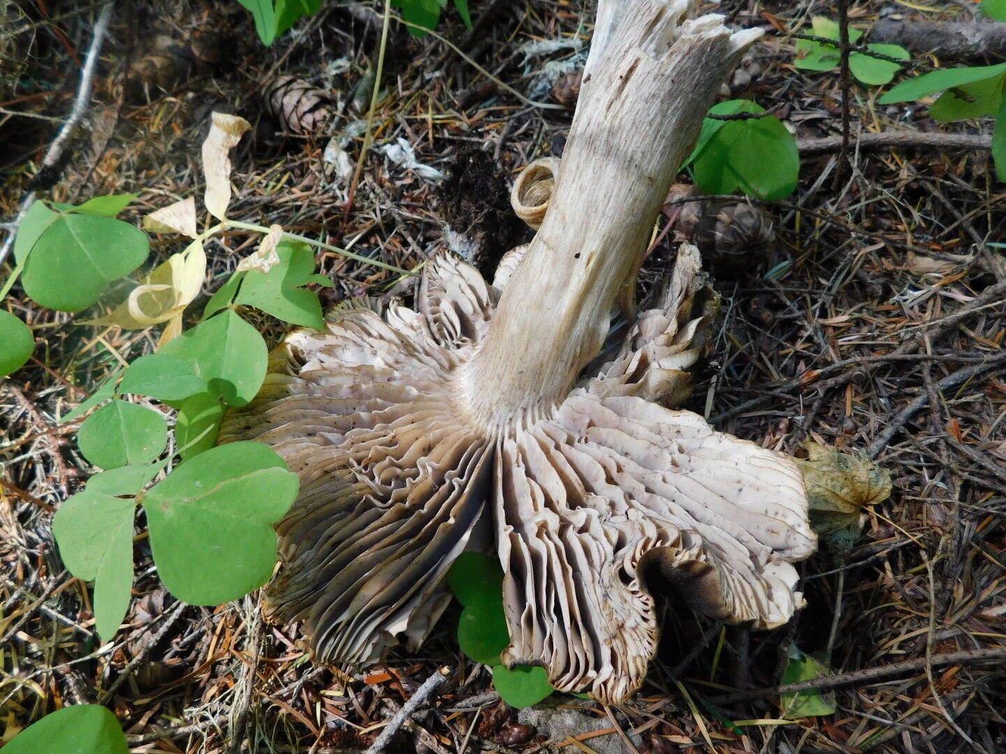 Слика од Tricholoma atroviolaceum A. H. Sm. 1944