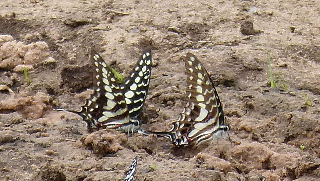 Graphium porthaon (Hewitson 1865)的圖片