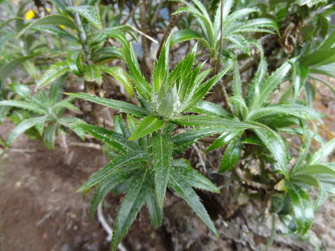 Image of Carlina salicifolia (L. fil.) Cav.