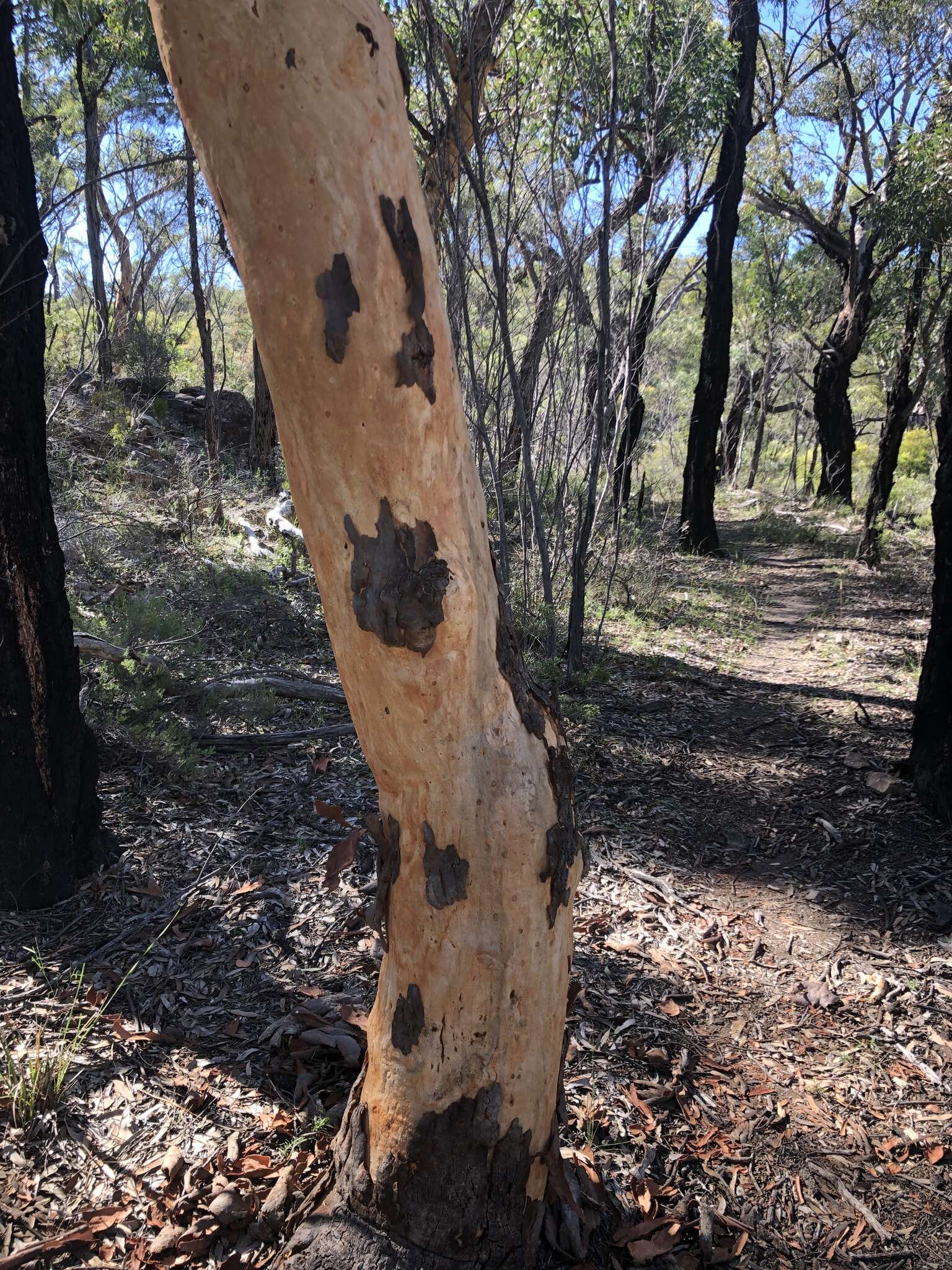 Image of Eucalyptus prava L. A. S. Johnson & K. D. Hill