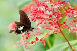 Imagem de Clerodendrum paniculatum L.