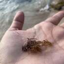 Image of Red algae