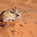 Image of dusky hopping mouse