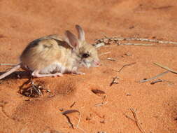 Image of dusky hopping mouse