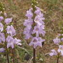 Sivun Euphrasia collina subsp. collina kuva