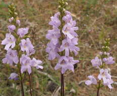 Imagem de Euphrasia collina subsp. collina