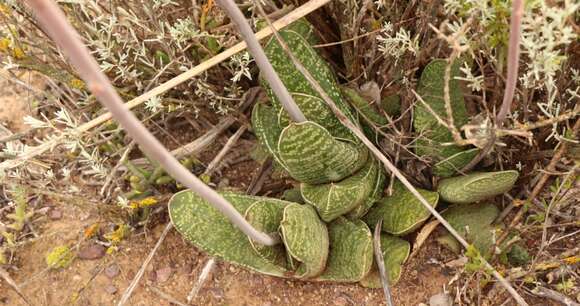 Image of Gasteria brachyphylla var. brachyphylla