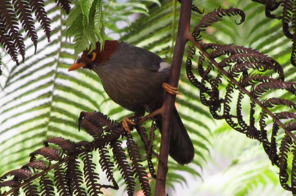 Image of Chestnut-hooded Laughingthrush