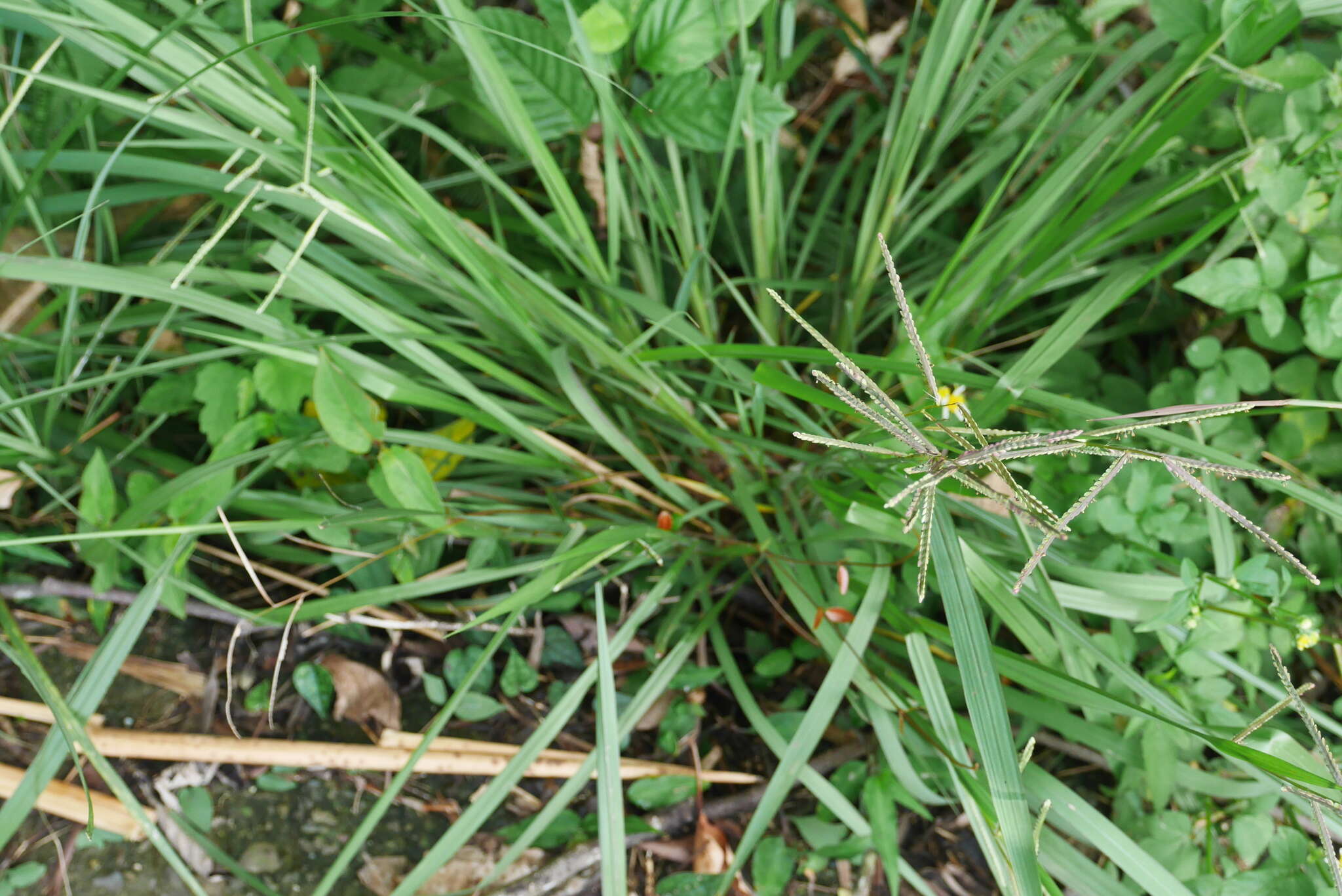 Image of Japanese paspalum