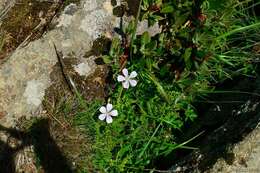 Image of Geranium hayatanum Ohwi