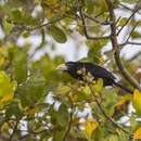 Image of Black-breasted Barbet