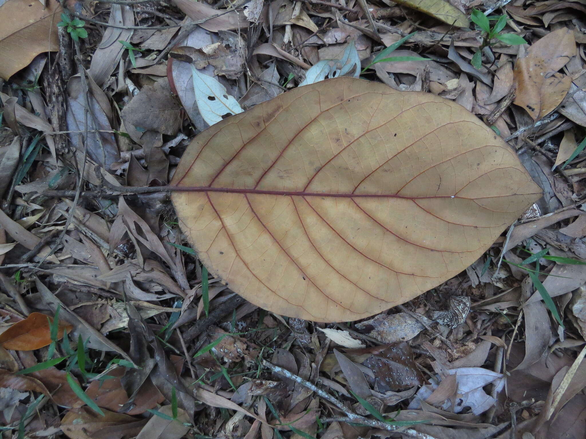 Слика од Litsea bindoniana (F. Müll.) F. Müll.